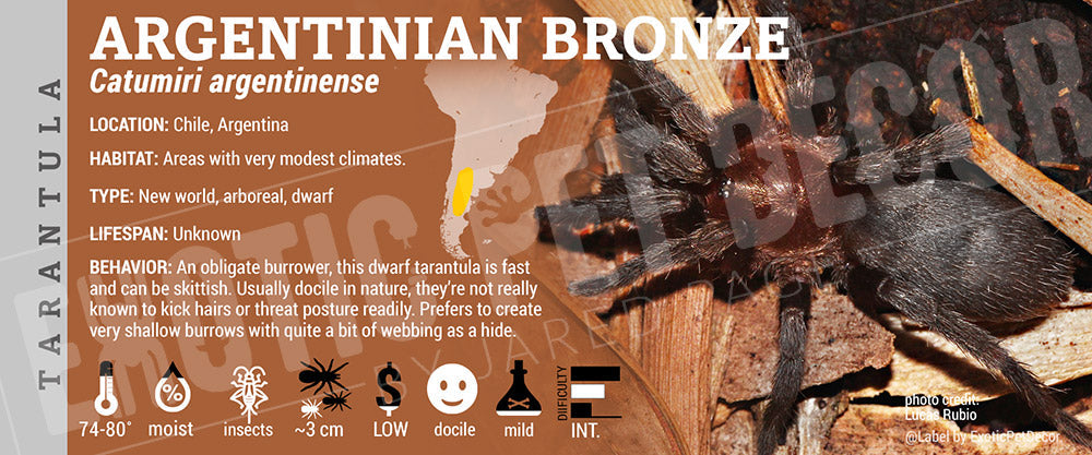 Catumiri argentinense 'Chile Star' Tarantula