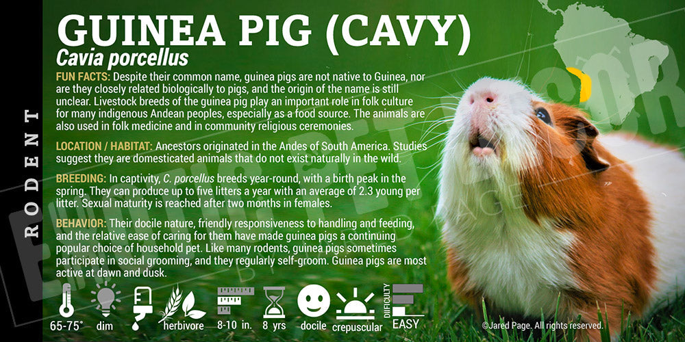 Cavia porcellus 'Guinea Pig'