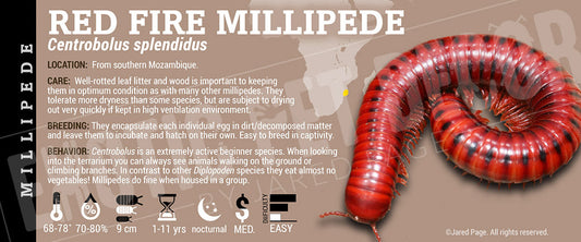 Centrobolus splendidus 'Mozambique Fire' Millipede