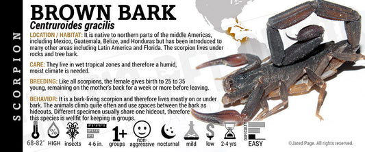 Centruroides gracilis 'Florida Bark' Scorpion