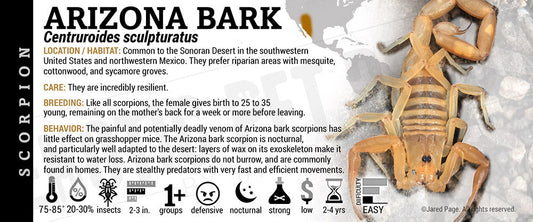 Centruroides sculpturatus 'Arizona Bark' Scorpion