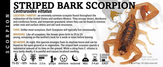 Centruroides vittatus 'Striped Bark' Scorpion