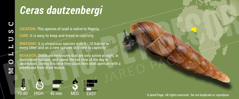 Ceras dautzenbergi Snail