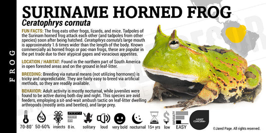 Ceratophrys cornuta 'Horned Frog'