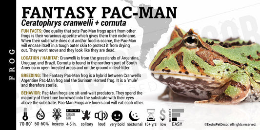 Ceratophrys cranwelli + cornuta 'Fantasy Pacman'
