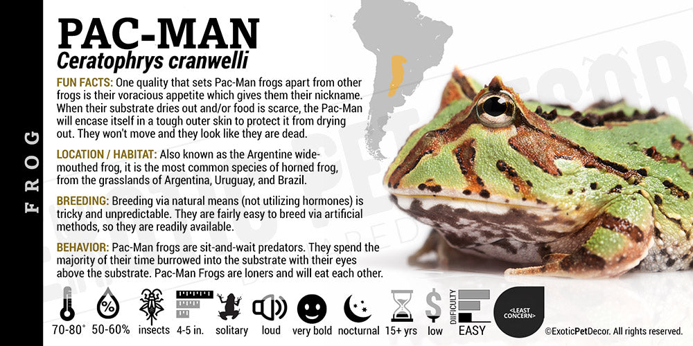 Ceratophrys cranwelli 'Pacman'