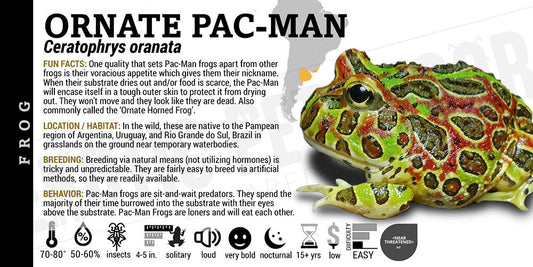 Ceratophrys ornata 'Ornate Pacman'