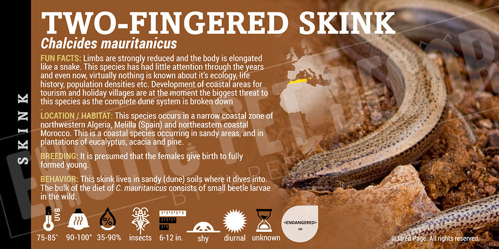 Chalcides mauritanicus 'Two Fingered' Skink