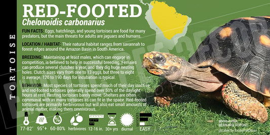 Chelonoidis carbonarius 'Red Footed' Tortoise