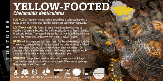 Chelonoidis denticulatus 'Yellow Footed' Tortoise