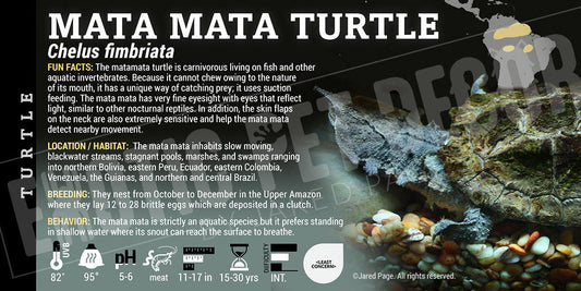 Chelus fimbriata 'Mata Mata' Turtle