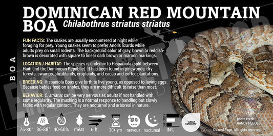 Chilabothrus striatus 'Dominican Red Mountain' Boa