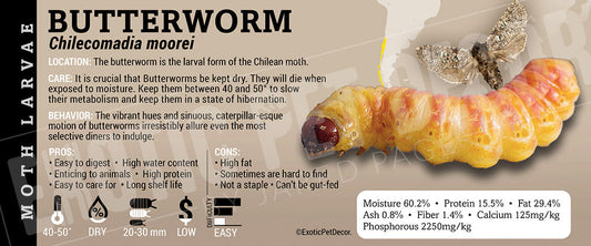 Chilecomadia moorei 'Butterworm' Feeder