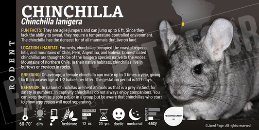 Chinchilla lanigera