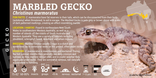 Christinus marmoratus 'Marbled' Gecko