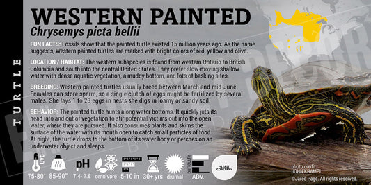 Chrysemys picta bellii 'Western Painted' Turtle