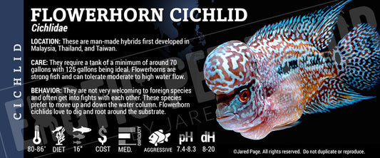 Cichlidae'Flowerhorn Cichlid Fish'