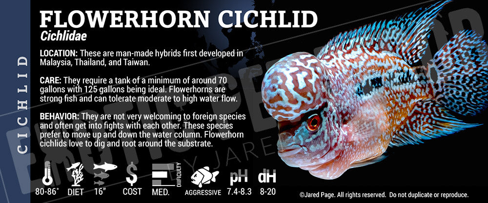 Cichlidae'Flowerhorn Cichlid Fish'