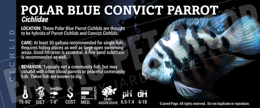 Cichlidae'Parrot Convict Hybrid Fish'