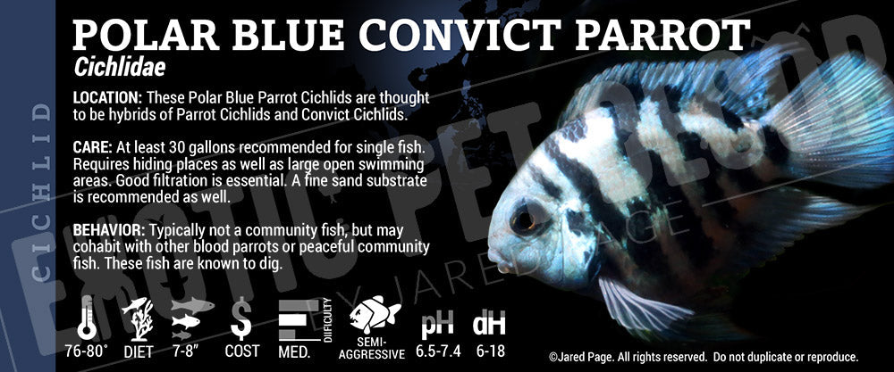Cichlidae'Parrot Convict Hybrid Fish'