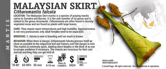 Citharomantis falcata 'Malaysian Skirt' Mantis