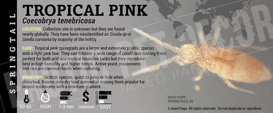 Coecobrya tenebricosa 'Tropical Pink' Springtail