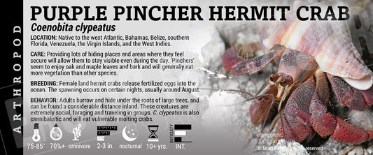Coenobita clypeatus 'Purple Pincher Hermit' Crab