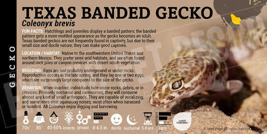 Coleonyx brevis 'Texas Banded' Gecko