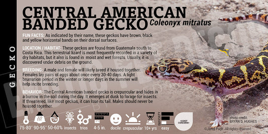 Coleonyx mitratus 'Central American Banded' Gecko