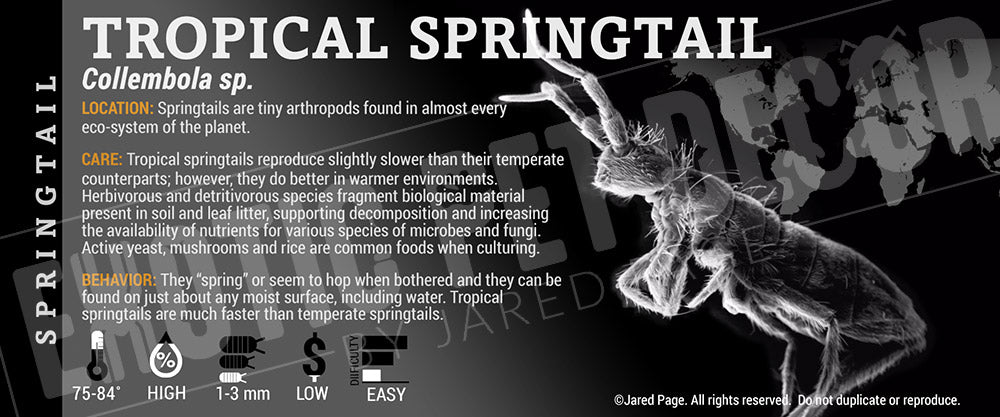 Collembola sp. 'Tropical' Springtail