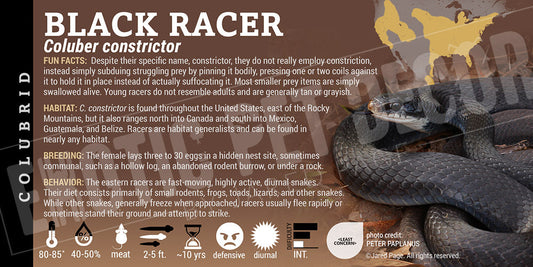 Coluber constrictor 'Black Racer'
