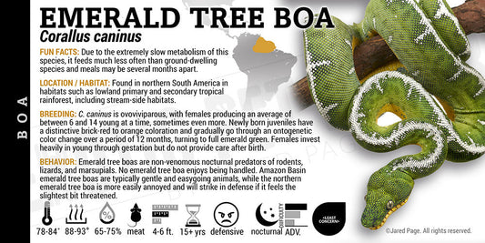 Corallus caninus 'Emerald Tree' Boa