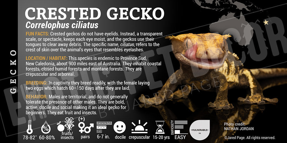 Crested Gecko Morphs Poster