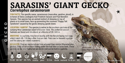 Correlophus sarasinorum 'Sarasins' Giant' Gecko