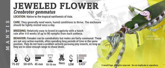 Creobroter gemmatus 'Jeweled Flower' Mantis