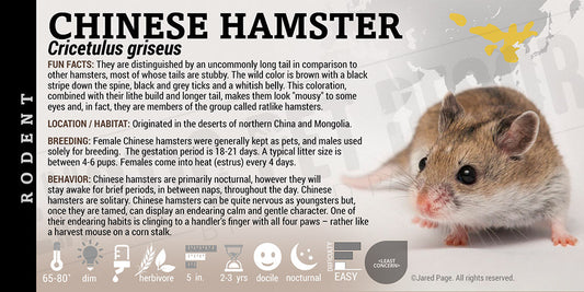 Cricetulus griseus 'Chinese Hamster'