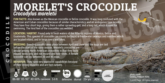 Crocodylus moreletii 'Morelet's' Crocodile