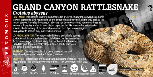 Crotalus abyssus 'Grand Canyon' Rattlesnake