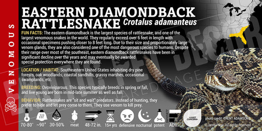 Crotalus adamanteus 'Eastern Diamondback' Rattlesnake