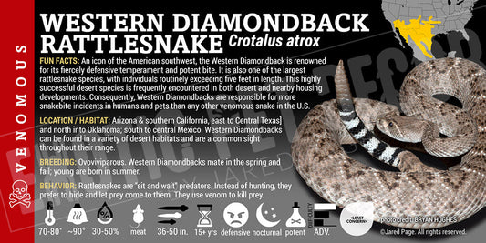Crotalus atrox 'Western Diamondback' Rattlesnake