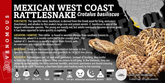 Crotalus basiliscus 'Mexican West Coast' Rattlesnake