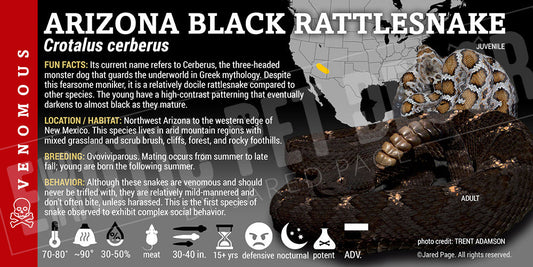 Crotalus cerberus 'Arizona Black' Rattlesnake