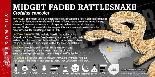 Crotalus concolor 'Midget Faded' Rattlesnake