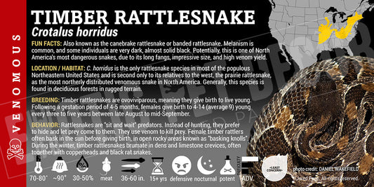 Crotalus horridus 'Timber' Rattlesnake