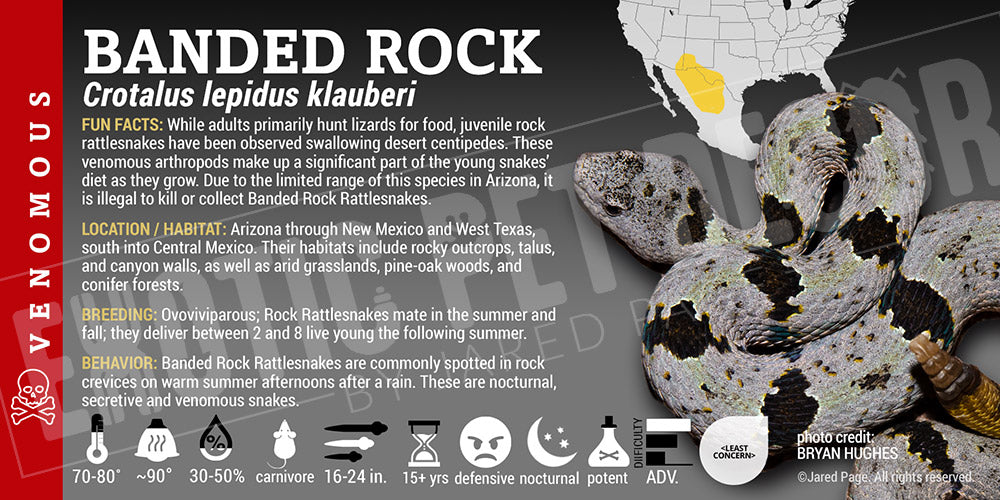 Crotalus lepidus klauberi 'Banded Rock' Rattlesnake