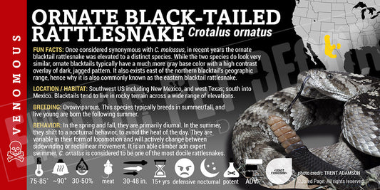 Crotalus ornatus 'Ornate Black Tailed' Rattlesnake