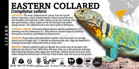Crotaphytus collaris 'Eastern Collared' Lizard