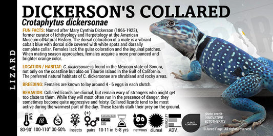 Crotaphytus dickersonae 'Dickerson's Collared' Lizard