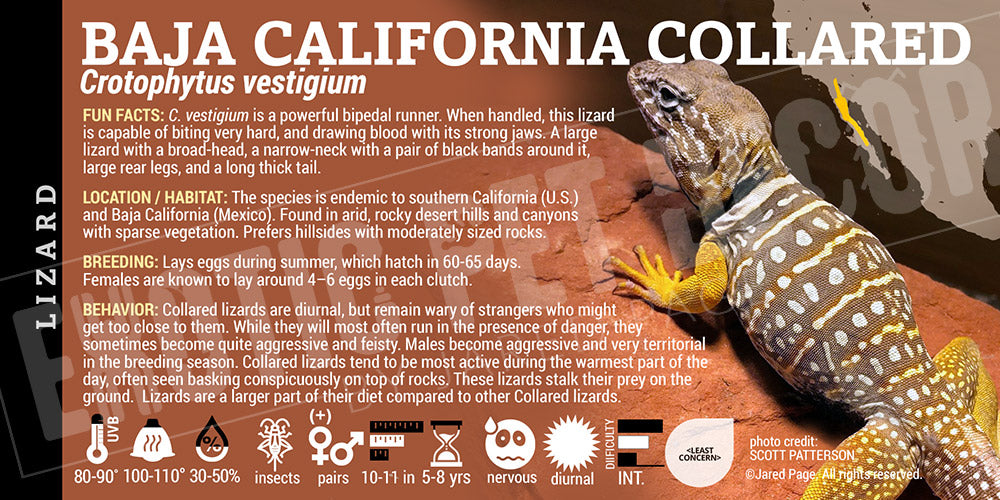 Crotophytus vestigium 'Baja Collared' Lizard