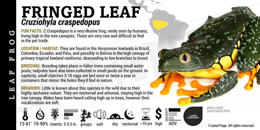 Cruziohyla craspedopus 'Fringed Leaf Frog'